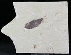 Cretaceous Fossil Fish (Primigatus) With Worm #24122-1